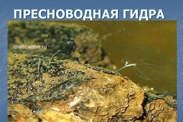 Кракен действующая ссылка