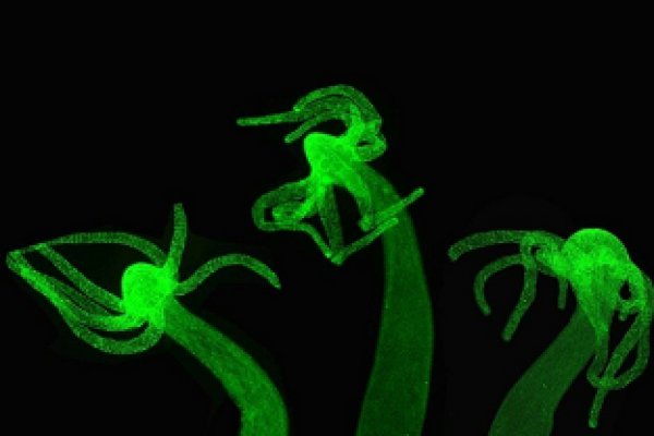 Kraken ссылка зеркало рабочее