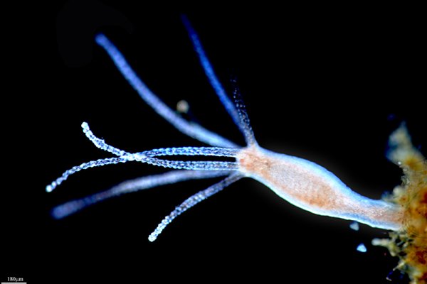 Кракен ссылка 2web
