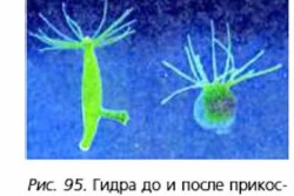 Что за площадка кракен